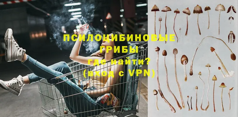 Псилоцибиновые грибы Cubensis  Бородино 